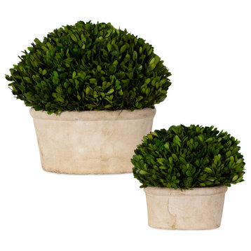 Oval Dome Boxwood Planters, Set of 2