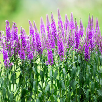 Blooming Perennials