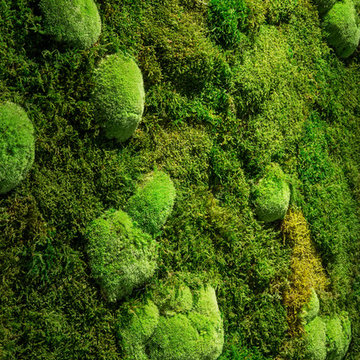 Jardín Vertical Musgo Preservado