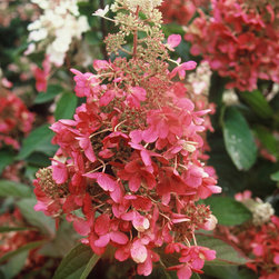Pinky Winky&reg; Hardy Hydrangea - Plants