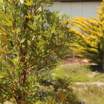 Arresting Dunes - Coastal Gem Garden