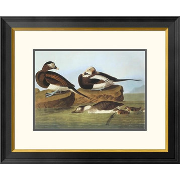 "Long-Tailed Duck" Framed Digital Print by John James Audubon, 26"x22"