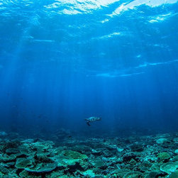 Turtle and Light by Joel Coleman - Photographs