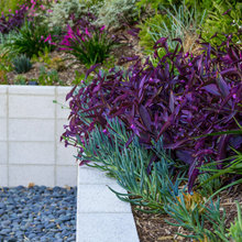 Front Yard Redo