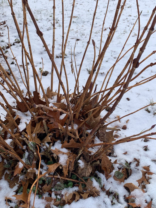 How to properly trim this hydrangea bush?