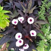 Joann Cline's photo