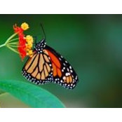 Susana Serrano's photo