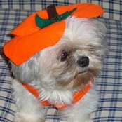 Susan Koehler's photo