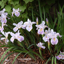 Native Plants