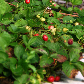 Sustainablility