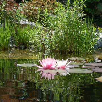 Naturteich im Garten