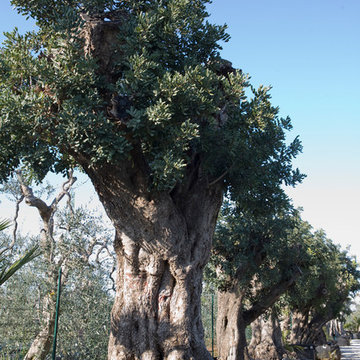 Ceratonia siliqua