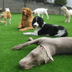 Pet Turf - Products