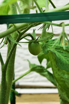Growing Tomatoes in