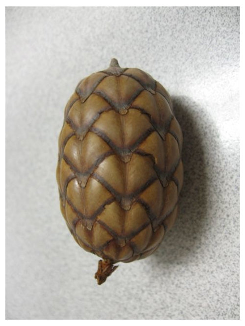 seed pod identification