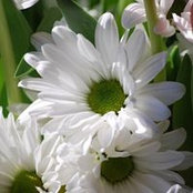 May Flower's photo