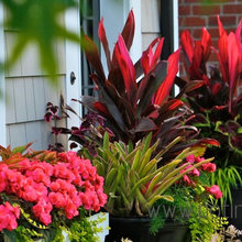 Landscape Ideas