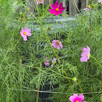 An Eco-conscious Garden: Permeable patio + walkway; Child-friendly Edible Garden