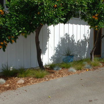 No lawn front yard