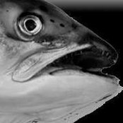 Steve Carleson's photo