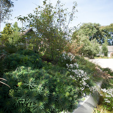 Hertfordshire country garden