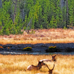 Yellowstone -  Resting Elk - Artwork