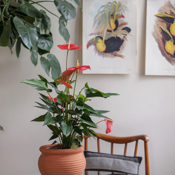 My Houzz: Lush and Lively in the French Quarter of New Orleans