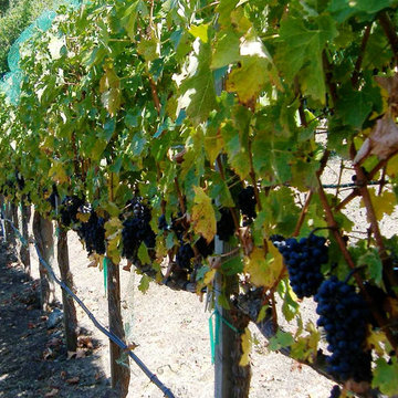 Residential private vineyards designed, constructed, installed and managed