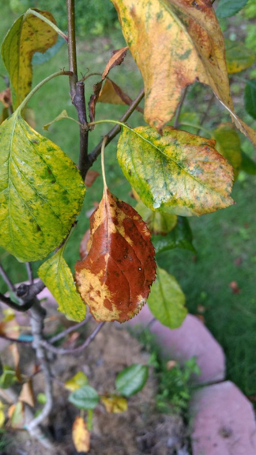 Fuji apples tree leaves turning yellow/brown.