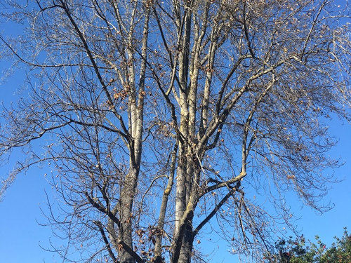How to Tell If a Tulip Poplar is Dying? 
