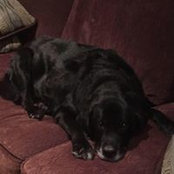Maria Schiano Ameri's photo
