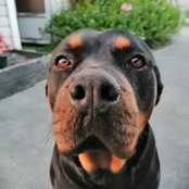 Pumba Johnstons foto