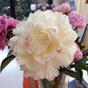 Andrea Pryde's photo