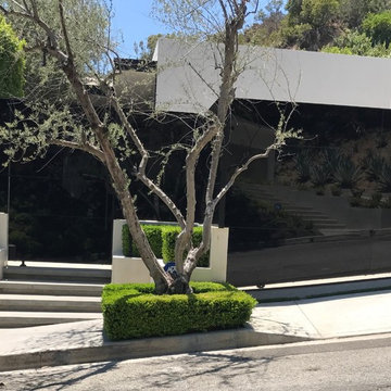Hollywood Hills