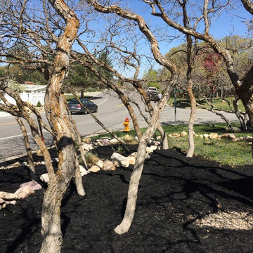 Olympus Cove: Black Mulch