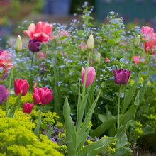 Coupland outdoor gardening