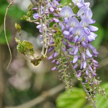 Glicine/Wisteria