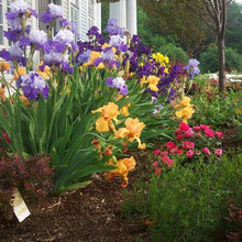 Perennials- Iris, Hosta, Daylily
