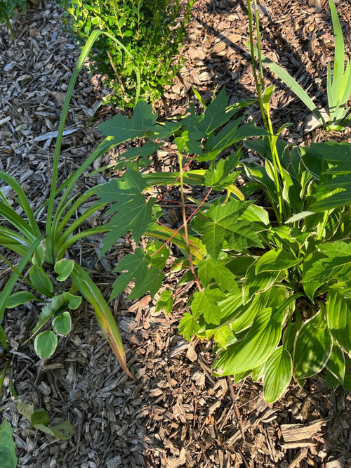 Transplanting volunteer maple trees?