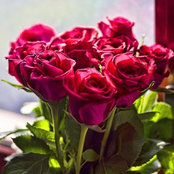 Shaena Fleischer's photo