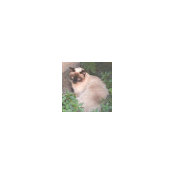 Angela Donato's photo
