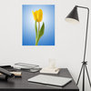 Yellow Tulip Minimal Floral Nature Botanical Photo Loose Wall Art Print, 16" X 20"