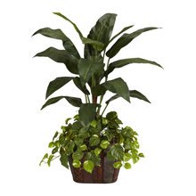 Plants