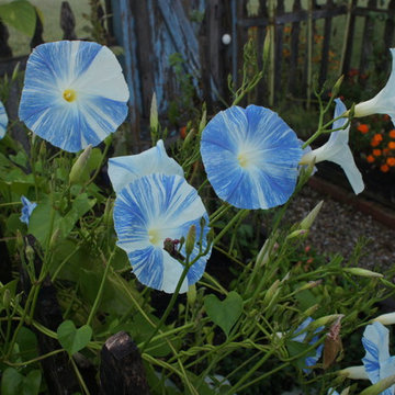 Peter Rabbit Garden