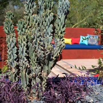 Monster Cactus