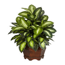 Plants