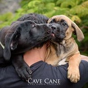 Foto von Cane Corsobh