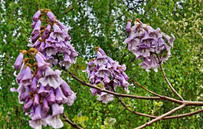 Alberi a Crescita Rapida per Giardinieri Impazienti