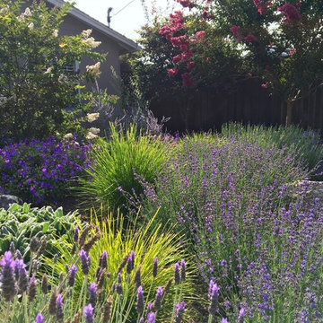Los Altos No Lawn, Low Water