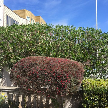 Tree Pruning